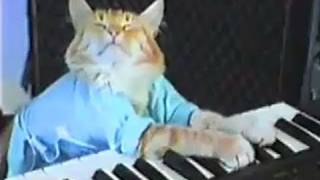 Keyboard cat